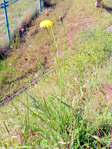 枝分かれしたブタナの茎