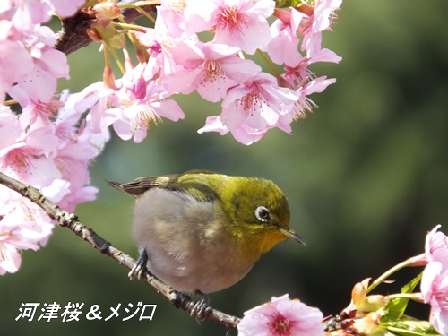 河津桜