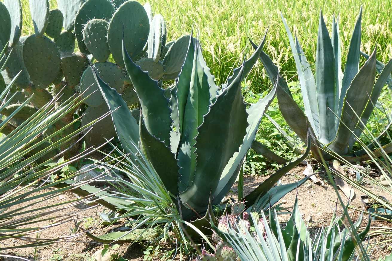 アガベ・サルミアナ・クラッシスピナ(Agave salmiana