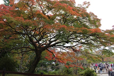 京都　円山公園