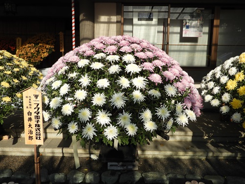 湯島天神菊まつり