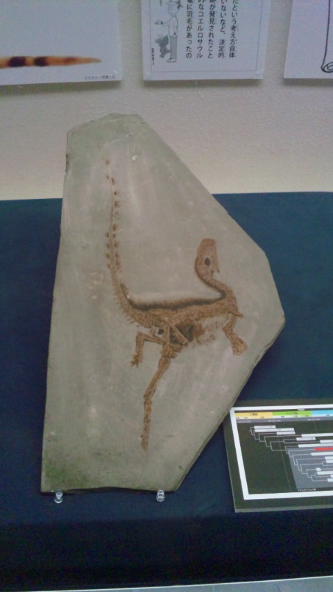 シノサウロプテリクス