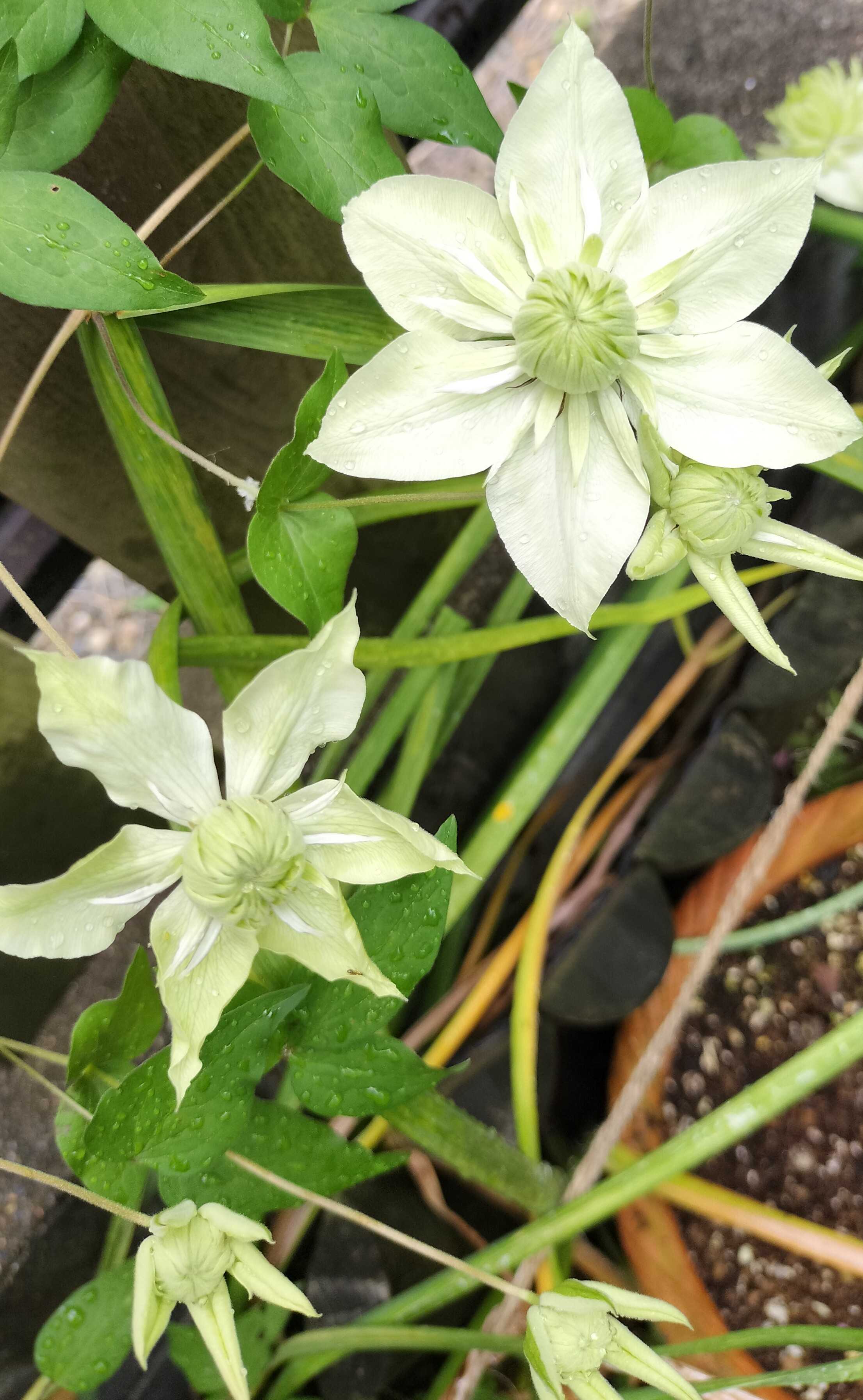 今の時期に咲く白い花 | たねをまく日々 - 楽天ブログ