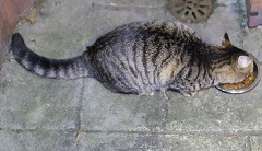 5DA_9565-29.jpg