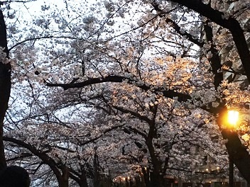 花見２.JPG