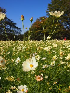 昭和記念公園原っぱコスモス