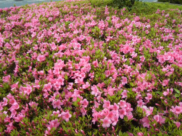 躑躅の花