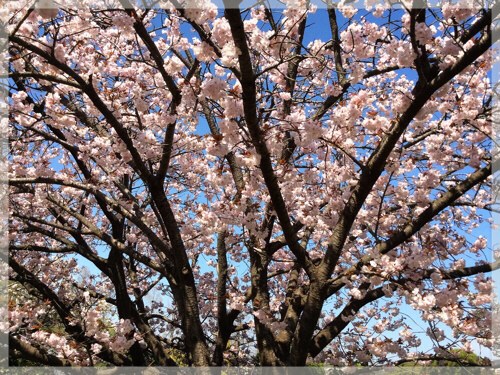 フラワーセンター大船植物園の八重桜