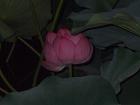 ピンクの蓮の花