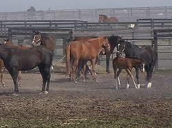 4月２５日　白老 019.jpg