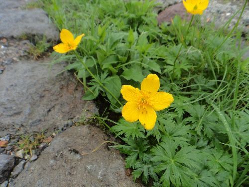 室堂から立山（雄山）の登山道で出会った高山植物 | やっぱり山と花が好き - 楽天ブログ
