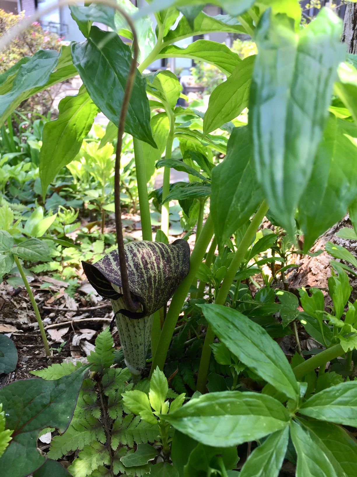 ウラシマソウが咲いていました 栃木の花旅 楽天ブログ