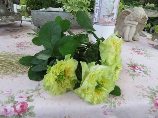 今週も終わりなきdiy バラの消毒 今月のサブスクとアンティークアジサイ ばぁばの薔薇の花園 楽天ブログ 今週も終わりなきdiy バラの消毒 今月のサブスクとアンティークアジサイ ばぁばの薔薇の花園 楽天ブログ