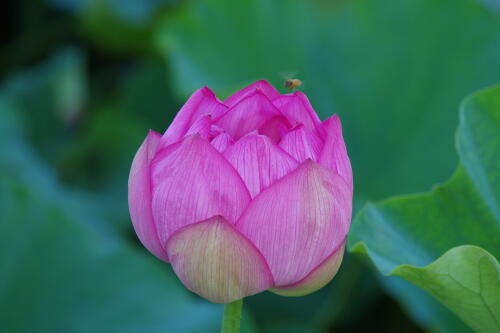 上野不忍池の蓮の花