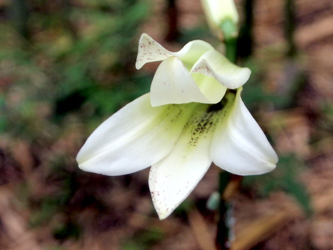 ウバユリの花-1