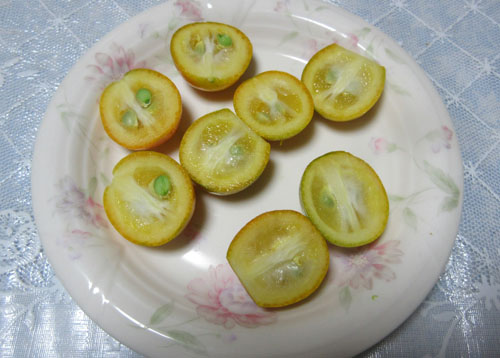 キンカン種.jpg