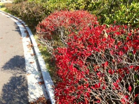 久良岐公園の紅葉