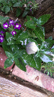 rblog-20130616160203-04.png