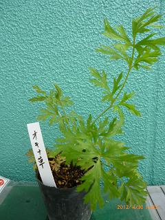 オキナ草