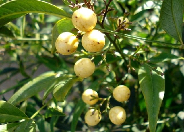 黄南天の実 花と蕎麦とリハビリと 楽天ブログ