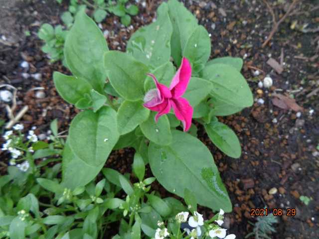サフィニアの挿し芽苗とビオラパンジーのポット上げ 小さな花宇宙 そして それから 老いふたりの小宇宙 楽天ブログ