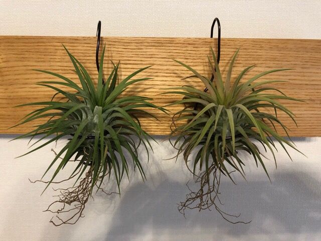 チランジア冬の野外管理チャレンジ 5週目 Tillandsia ティランジア チランジア エアプランツ エアープランツ 育成記録 楽天ブログ