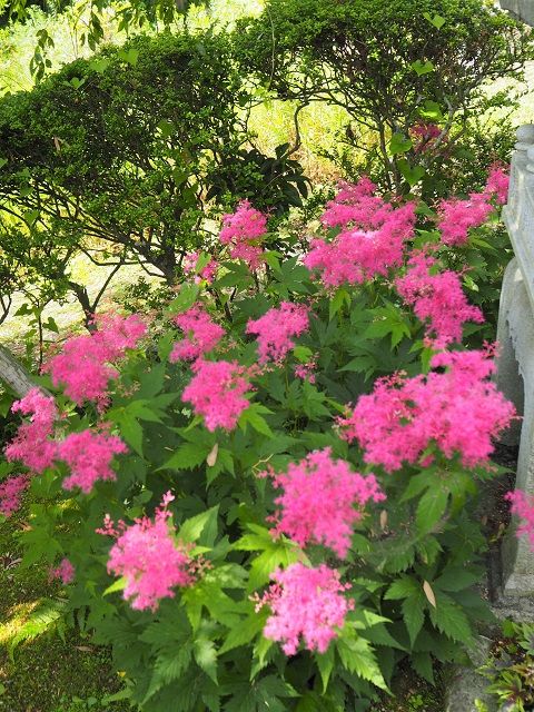 ふわふわピンクの京鹿の子 ばらの木さん でガーデンランチ ピーチヒルの薔薇日記 楽天ブログ