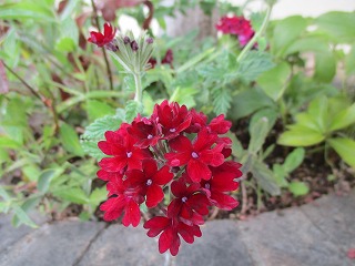 IMG_8732ss.jpg