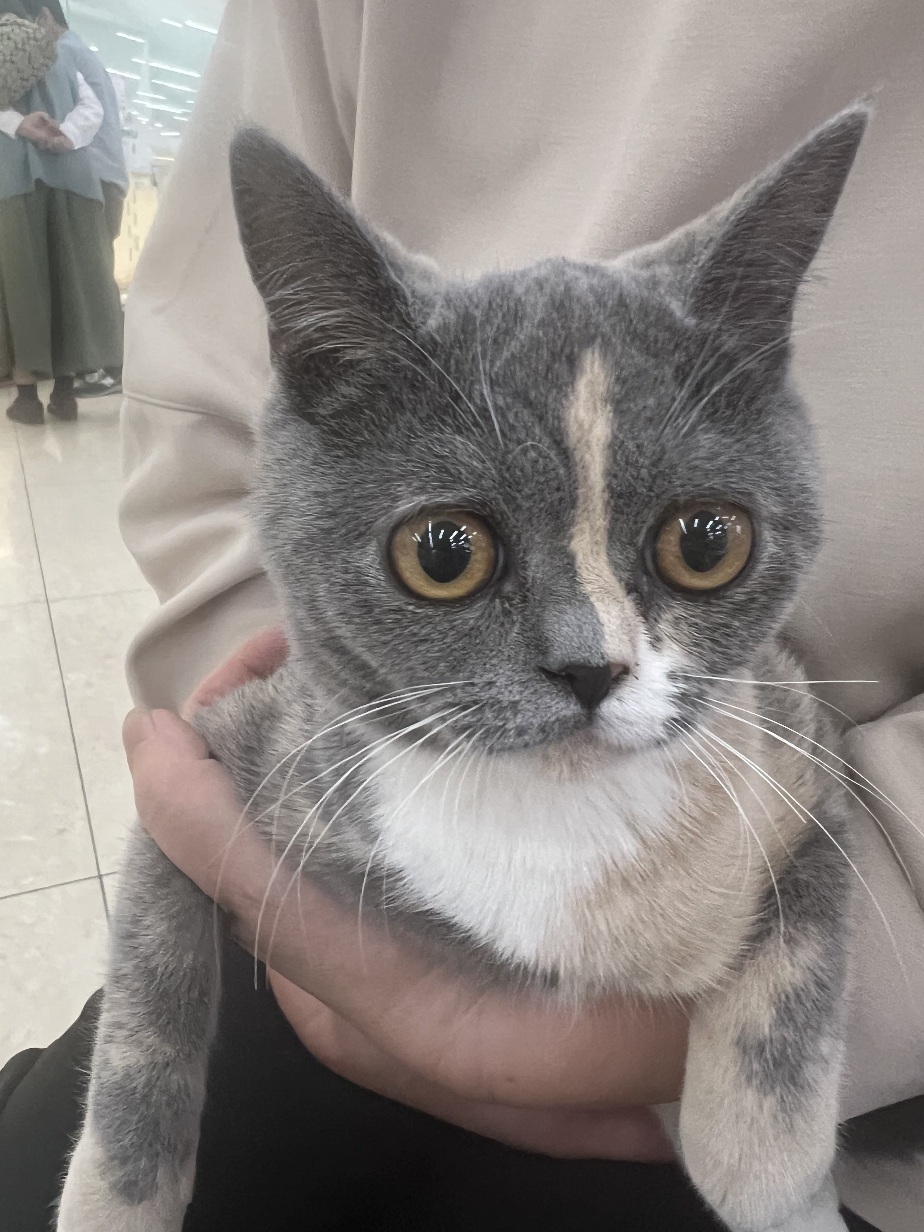 ムギウギブログ