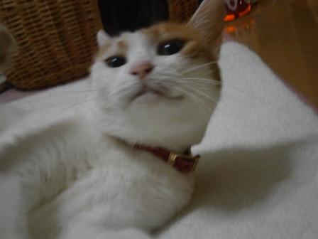 maruko