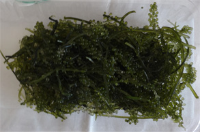 沖縄209.jpg