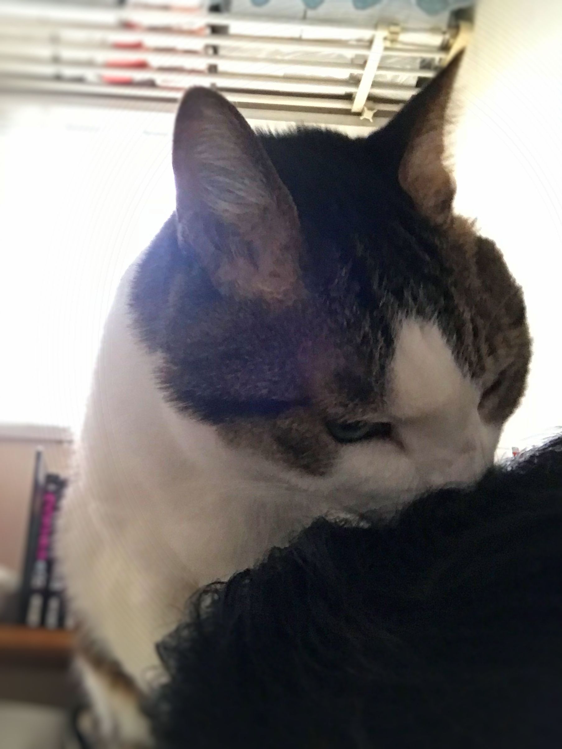 肩乗り上級猫ウニ姫 猫と一緒に 楽天ブログ