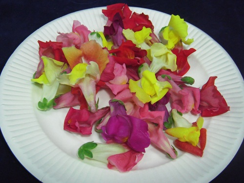 食用花・スナップドラゴン(金魚草)を購入してみた。 | 気ままな生活 - 楽天ブログ