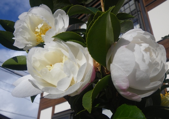山茶花