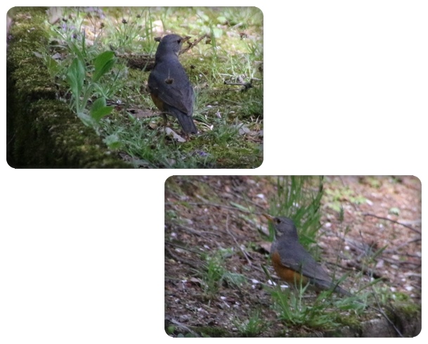 樹木公園-17 アカハラ 16.4.20