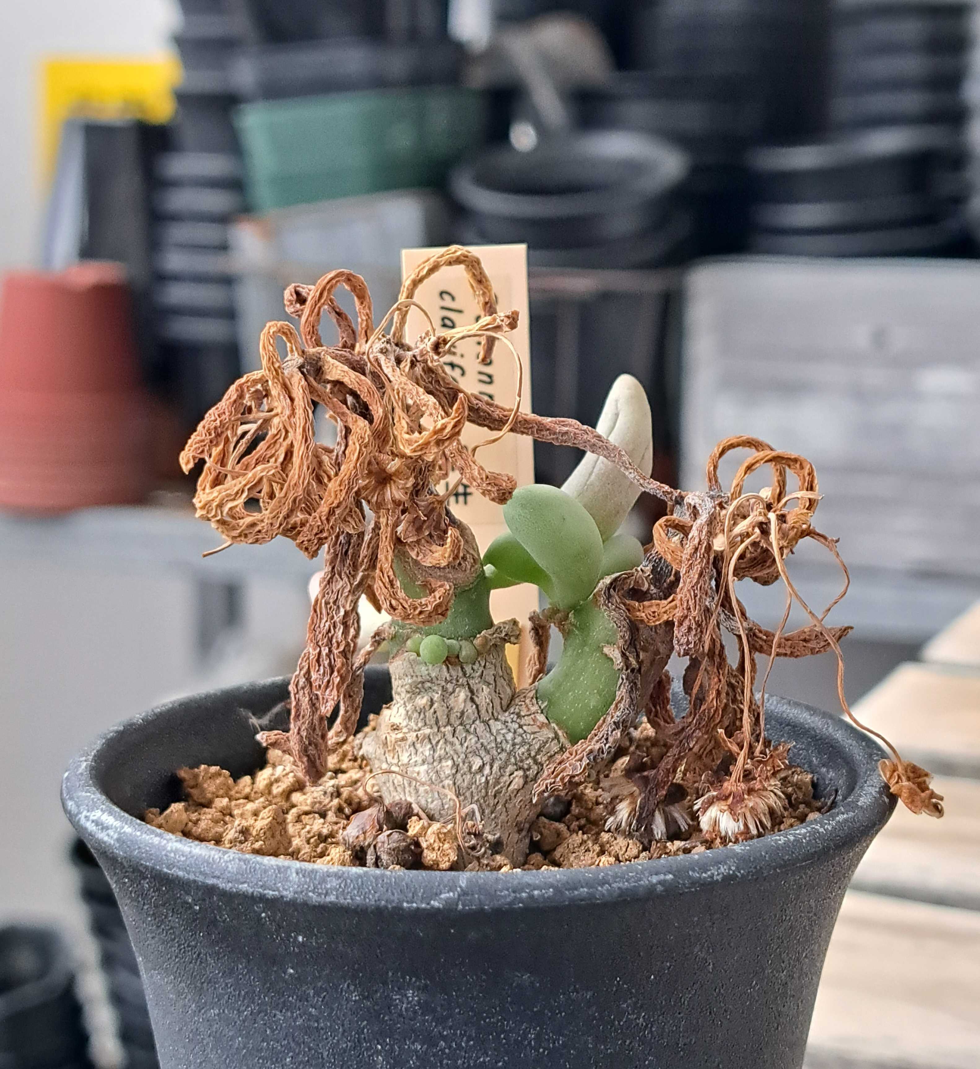 オトンナ・クラビフォリアを植え替える | デルオの多肉日記 - 楽天ブログ