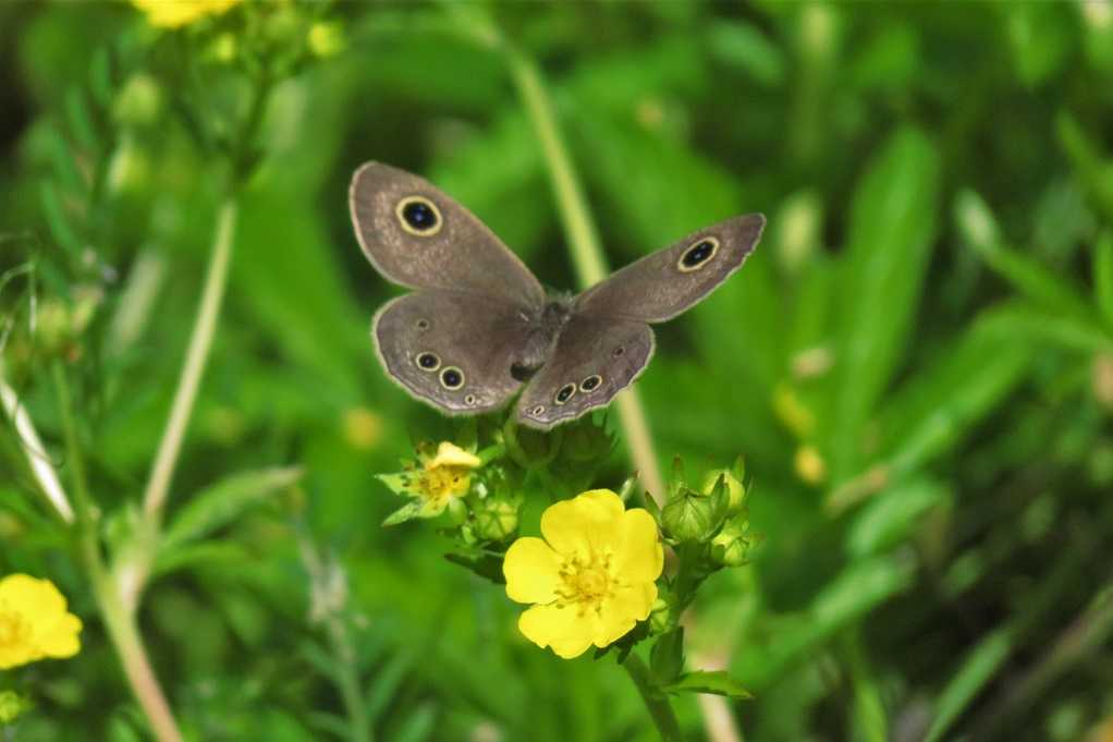 野の花；ノイバラ、オヘビイチゴ、ハハコグサ、ハルジオンと