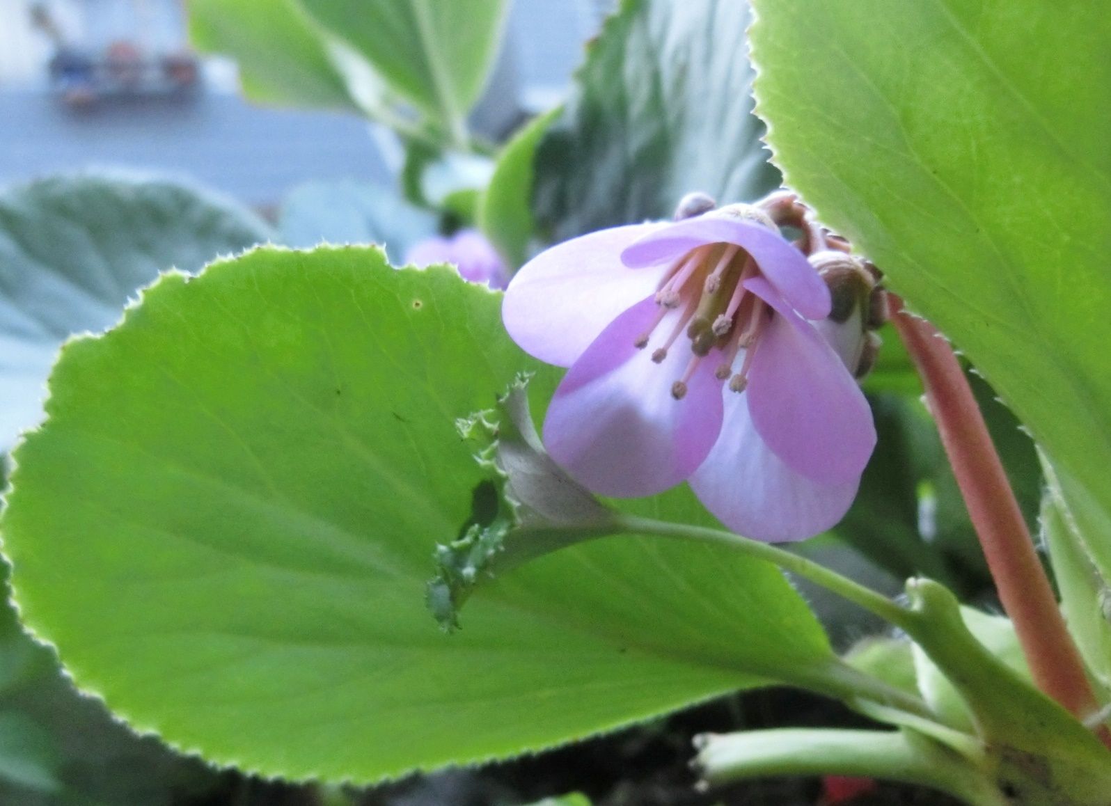 デジカメ最悪 ヒマラヤユキノシタ イベリス色々 だい のひとりごと 楽天ブログ