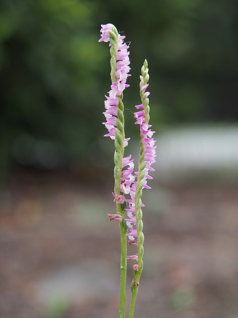 P6300256.jpg