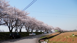 桜並木　4.9　2014