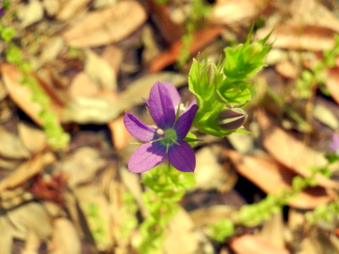 キキョウソウの花