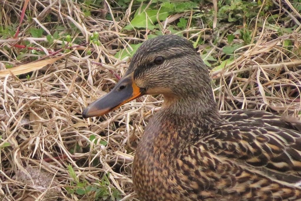 川沿い散歩で チョウゲンボウ マガモ カルガモ ダイサギ メジロ アオサギ 大分金太郎の花鳥蝶月 楽天ブログ