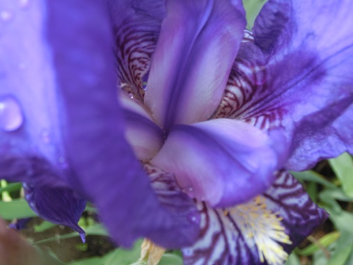 ジャーマンアイリス