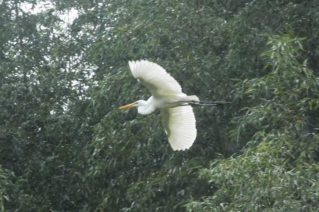 515