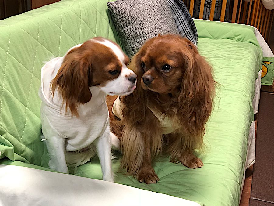 rblog-20181130205122-01.jpg