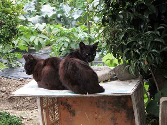 我が家のニャンコ♪2016/5/9-3