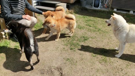 ライトと行く公園散歩 トラとの再会 柴楽日記 楽天ブログ