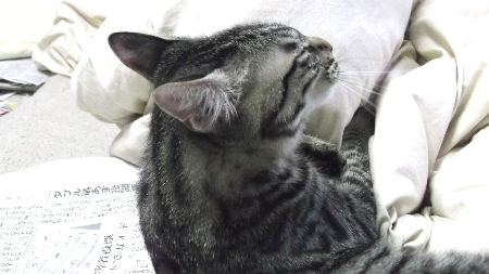 すずひめ　12月17日　ベット上　01.jpg