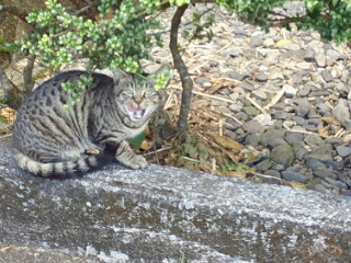 興奮した猫