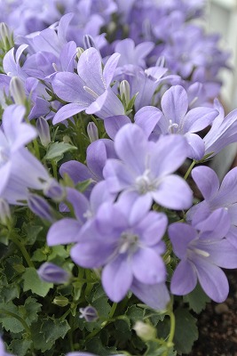 s-DSC_1180.jpg